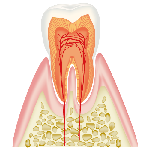 健康な歯の断面